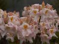 Rhododendron Move Azalia